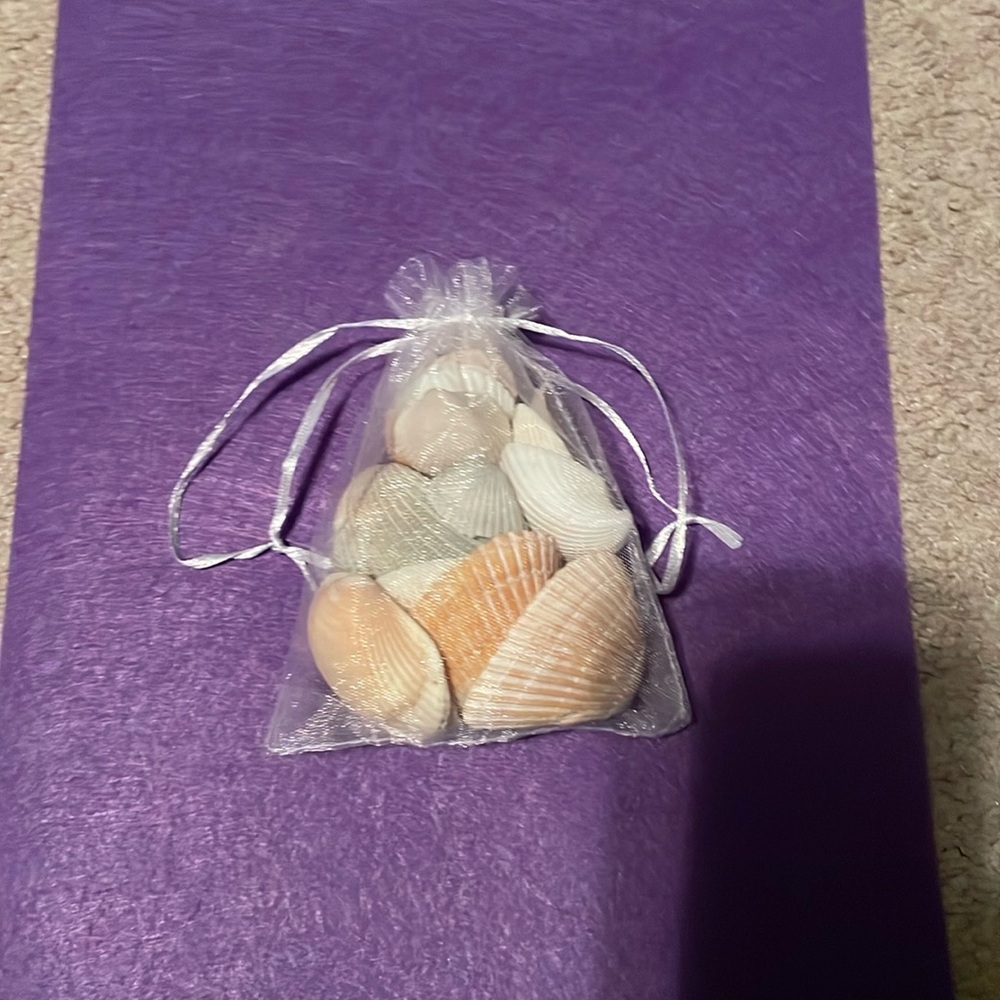 Seashell bundle